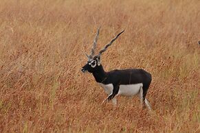 The Blackbuck Trails Velavadar