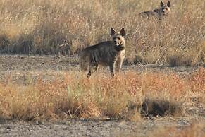 The Blackbuck Trails Velavadar
