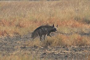 The Blackbuck Trails Velavadar