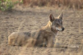 The Blackbuck Trails Velavadar
