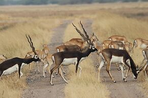 The Blackbuck Trails Velavadar