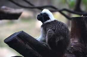 Shanghai Vintage Hotel Disneyland Branch