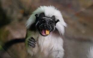 Shanghai Vintage Hotel Disneyland Branch