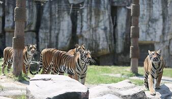 Shanghai Vintage Hotel Disneyland Branch