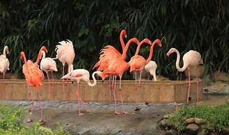 Shanghai Vintage Hotel Disneyland Branch