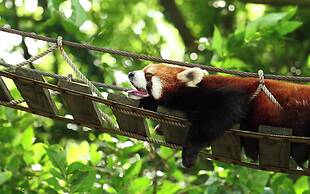 Shanghai Vintage Hotel Disneyland Branch