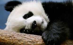 Shanghai Vintage Hotel Disneyland Branch