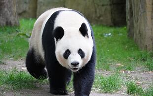 Shanghai Vintage Hotel Disneyland Branch