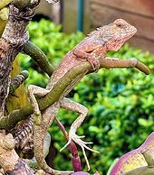 Vanara Bungalows & Restaurant