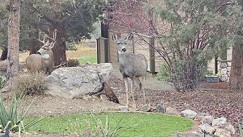 Deer Park Cabin 3 Bedroom Home by RedAwning