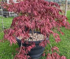 Luxury Shepherd's Hut Style Cabin With Views