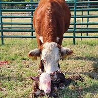 Twin Canyons Ranch Luxury Ranch Villas