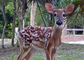 Fripp Villa Sleeps 4 With Free Amenity Passes