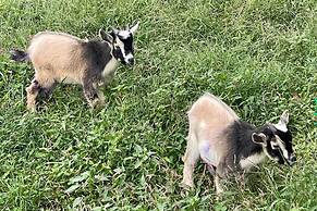 Blue Ridge Cottage: Modern Solace in the Mountains