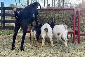 Blue Ridge Cottage: Modern Solace in the Mountains