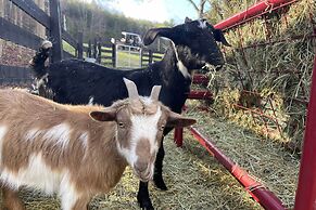 Blue Ridge Cottage: Modern Solace in the Mountains