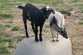 Blue Ridge Cottage: Modern Solace in the Mountains