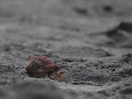 Urantia Beach Hostel & Camping