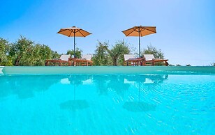 Olivista in Platonas