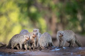 Shalimpo Safari Home - Mashatu Game Reserve