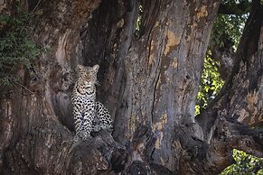 Kolokolo Safari Home – Mashatu Game Reserve