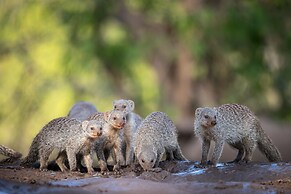 Kolokolo Safari Home – Mashatu Game Reserve