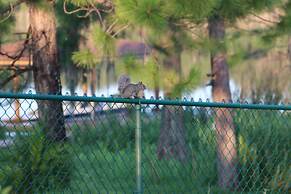 Swiss 105 - Lake Olsen