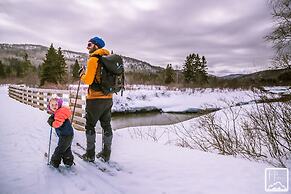 Les chanterelles de Forillon
