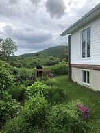 Les chanterelles de Forillon