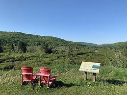 Les chanterelles de Forillon