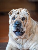 The Octopus's Garden