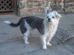 The Octopus's Garden