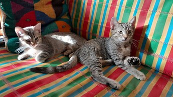 The Octopus's Garden