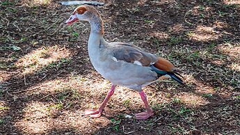 Borabora Luxury Tented Camp