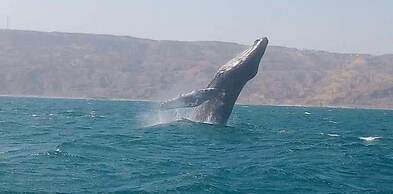 Punta Veleros Rooftop
