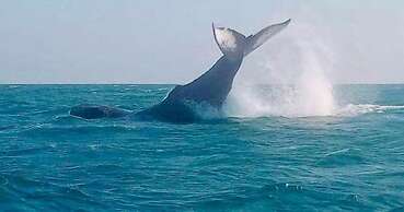 Punta Veleros Rooftop