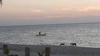 Flamingo Guest House Celestún