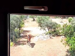 Tiny House Loulé Algarve no1