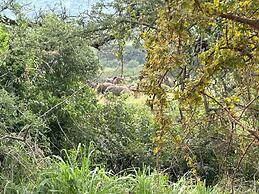 Mkomazi Hotels and Campsite