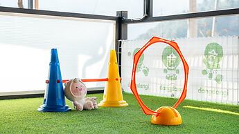 Gapyeong Daengdaengi Dog Pension Silver