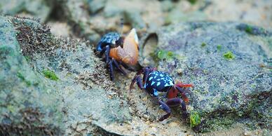 Blue Shallows Onnason Resort