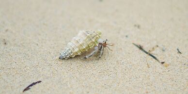 Blue Shallows Onnason Resort