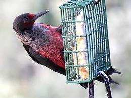 Country Sunshine Bed and Breakfast