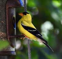 Country Sunshine Bed and Breakfast