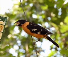 Country Sunshine Bed and Breakfast