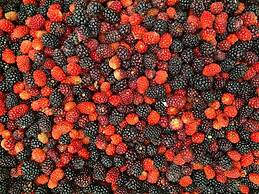 Macho Mora Mountain Lodge