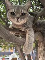 Yunju Hotel Beijing Yonghe Palace Guijie Siheyuan