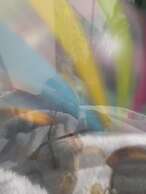 The Blue House Hostel - Santa Marta