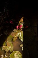 Neevana Hotel Hikkaduwa