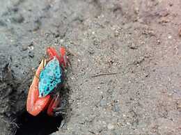 The Tropical Hut Lodges